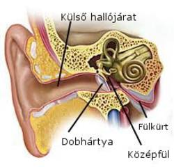 Flkrthurut (Catarrhus tubae auditivae)